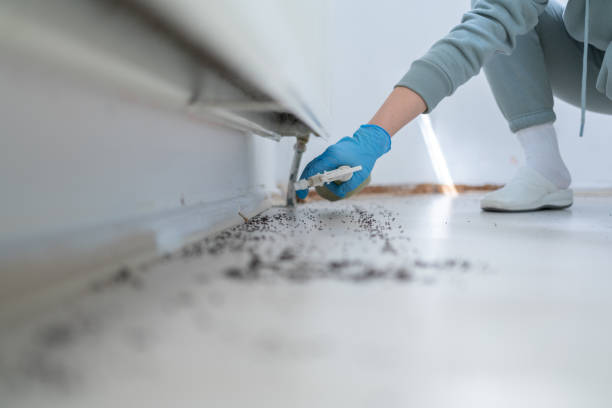Best Insect Control  in Lakewood, CA